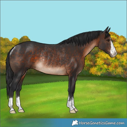 Horse Color:Brown Rabicano 