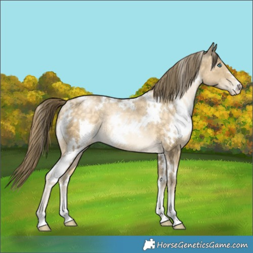 Horse Color:White Spotted Buckskin Pearl Rabicano