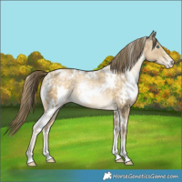 Horse Color:White Spotted Buckskin Pearl Rabicano 
