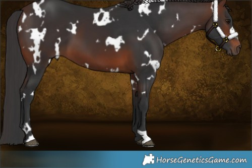 Horse Color:White Spotted Brown 
