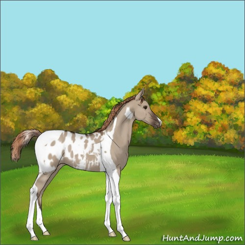 Horse Color:Liver Red Dun Tobiano Appaloosa 