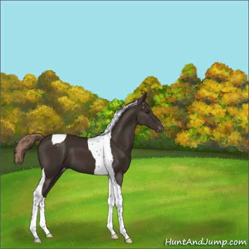 Horse Color:Liver Chestnut Tobiano Appaloosa 