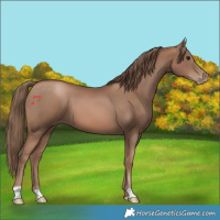 Horse Color:Black Pearl 