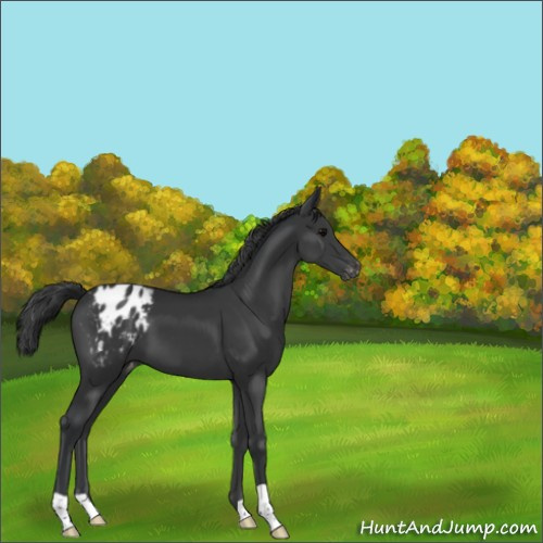 Horse Color:Black Appaloosa 