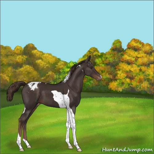 Horse Color:Unknown 