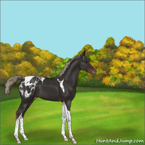 Horse Color:Liver Chestnut Tobiano Appaloosa 
