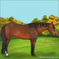Horse Color:Bay 
