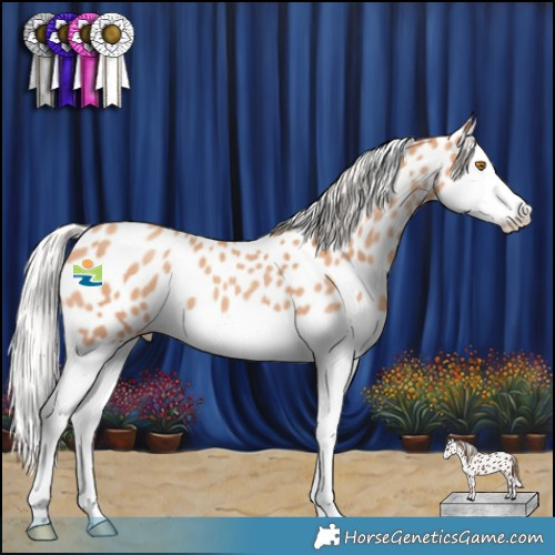 Horse Color:Silver Classic Champagne Splash Appaloosa 