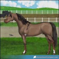 Horse Color:Liver Red Dun 