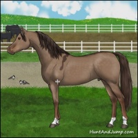 Horse Color:Liver Red Dun 