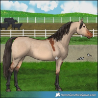 Horse Color:Bay Dun 