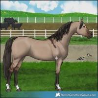 Horse Color:Liver Red Dun 