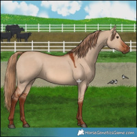 Horse Color:Red Dun 