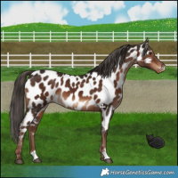 Horse Color:Liver Chestnut Appaloosa 