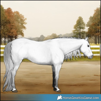 Horse Color:Gray Brown Roan Sabino 