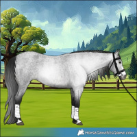 Horse Color:Gray Brown Roan Sabino 