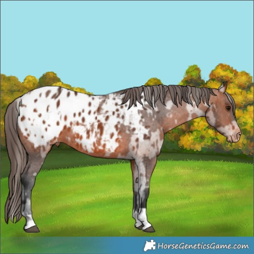 Horse Color:Bay Appaloosa  and Bay Appaloosa 