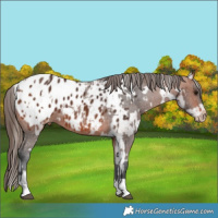 Horse Color:Bay Appaloosa and Bay Appaloosa