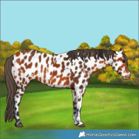Horse Color:Bay Leopard  and Bay Leopard 