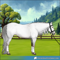 Horse Color:Gray Liver Red Roan 