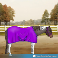 Horse Color:Liver Chestnut Tobiano Appaloosa