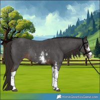 Horse Color:Liver Chestnut Sabino Tobiano Rabicano 