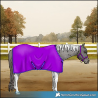 Horse Color:Liver Chestnut Tobiano Appaloosa 