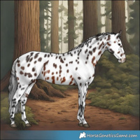 Horse Color:Brown Appaloosa