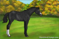 Horse Color:Gray Black Appaloosa Rabicano