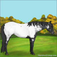 Horse Color:Black Appaloosa Rabicano 