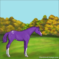 Horse Color:Watercolor Black Appaloosa 