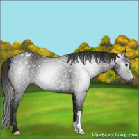 Horse Color:Gray Black Appaloosa Rabicano 