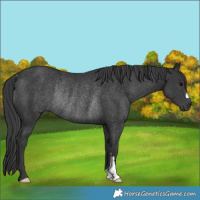 Horse Color:Black Rabicano 