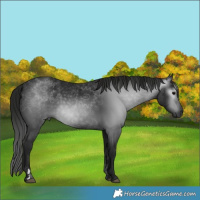 Horse Color:Gray Black 