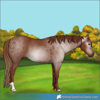 Horse Color:Gray Chestnut Rabicano 