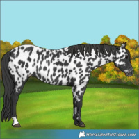 Horse Color:Black Appaloosa Rabicano 