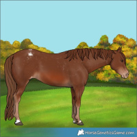 Horse Color:Chestnut Appaloosa 