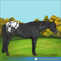 Horse Color:Black Appaloosa 