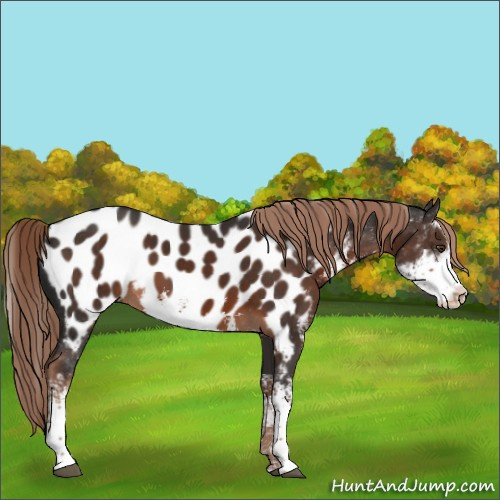 Horse Color:Liver Chestnut Sabino Appaloosa