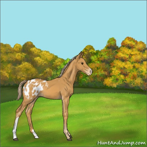 Horse Color:Palomino Appaloosa 
