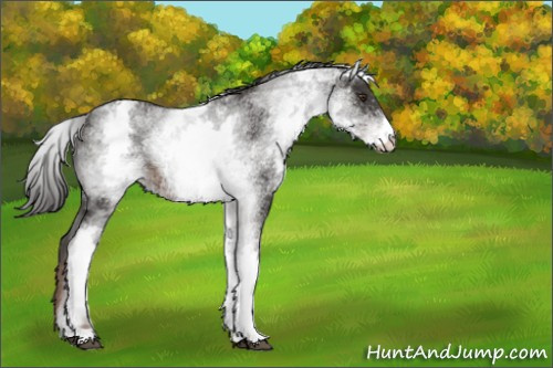 Horse Color:White Spotted Liver Red Roan 