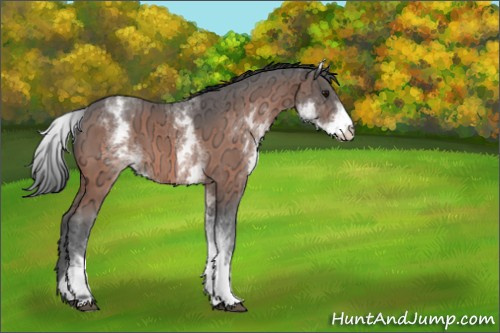 Horse Color:White Spotted Bay Ice 
