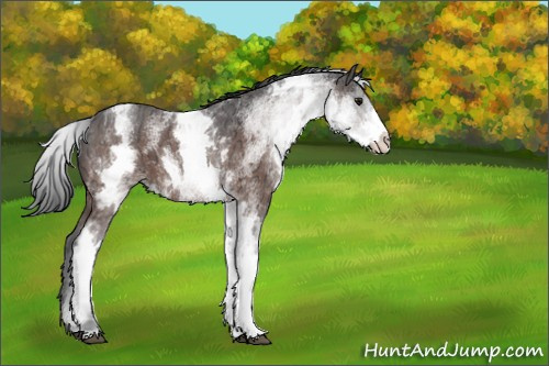 Horse Color:White Spotted Brown Ice 