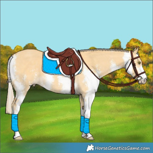 Horse Color:Palomino Dun Sabino 