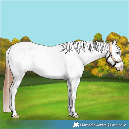 Horse Color:White Spotted Brown Dun Appaloosa 