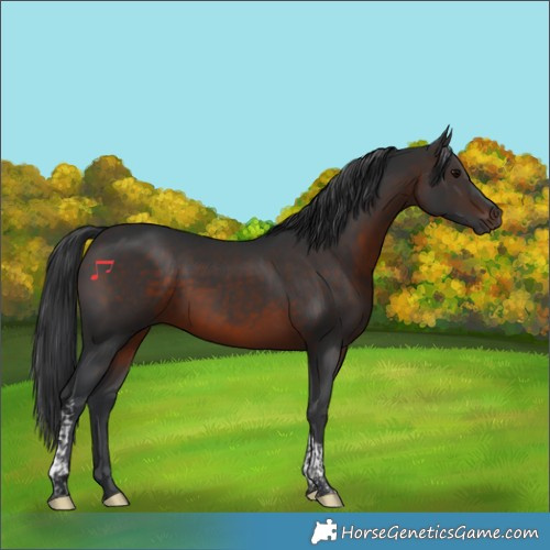 Horse Color:Brown Tobiano 