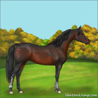 Horse Color:Brown Tobiano