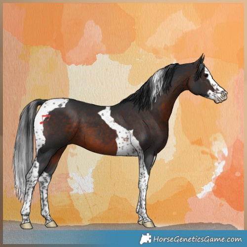 Horse Color:Brown Splash Tobiano