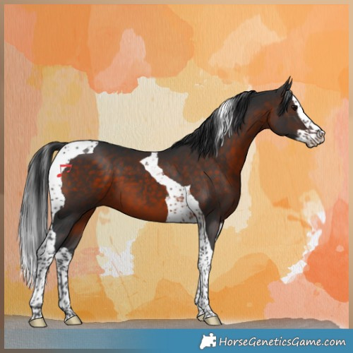 Horse Color:Brown Splash Tobiano