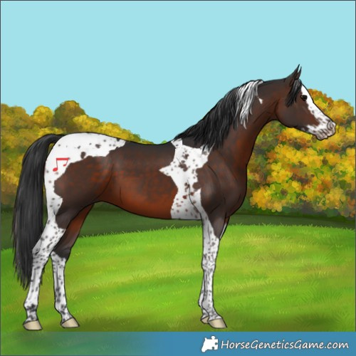 Horse Color:Brown Splash Tobiano 